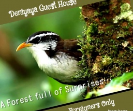 Deniyaya Guest House