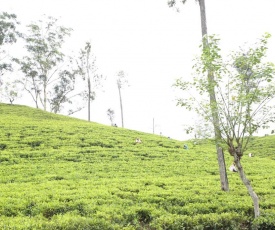 Ella Tea Land View
