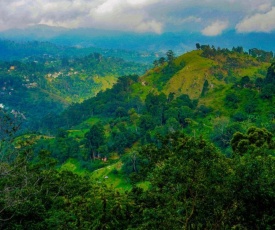 Shining Green View