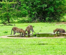 Yala Leopard Mobile Camp